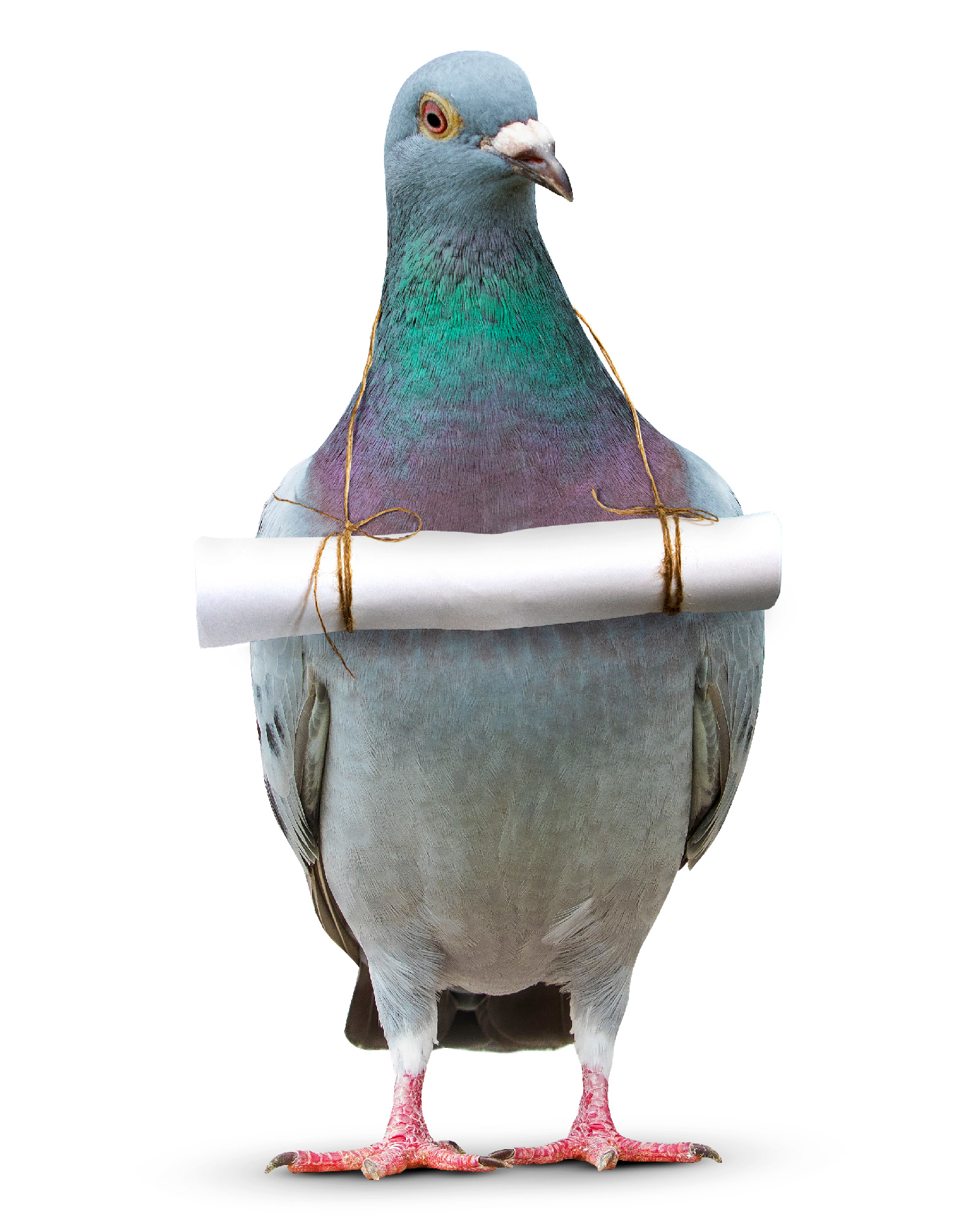 Messenger pigeon image